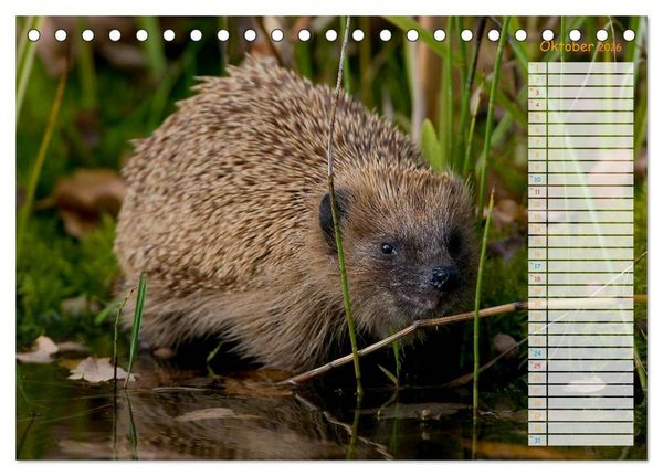 Produktbild: Tiere des Waldes (Tischkalender 2026 DIN A5 quer), CALVENDO Monatskalender