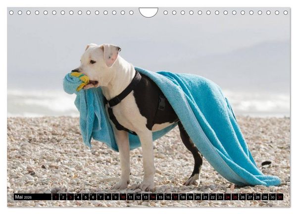 Produktbild: Pit Bull und Co. - Geliebt, gef&uuml;rchtet, missverstanden (Wandkalender 2026 DIN A4 quer), CALVENDO Monatskalender