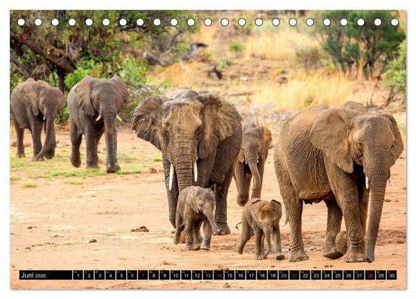 Produktbild: Safari durch das S&uuml;dliche Afrika (Tischkalender 2026 DIN A5 quer), CALVENDO Monatskalender