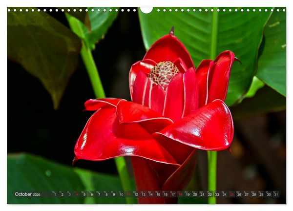 Produktbild: Amazing Costa Rica (Wall Calendar 2026 DIN A3 landscape), CALVENDO 12 Month Wall Calendar