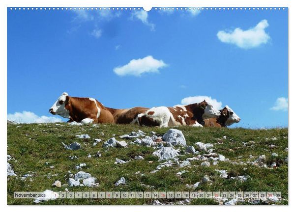 Produktbild: Gl&uuml;ckliche K&uuml;he auf saftigen Wiesen (Wandkalender 2026 DIN A2 quer), CALVENDO Monatskalender