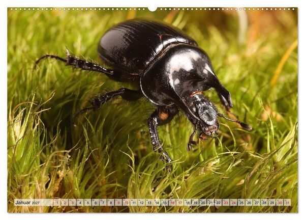 Produktbild: WELT DER K&Auml;FER (hochwertiger Premium Wandkalender 2027 DIN A2 quer), Kunstdruck in Hochglanz