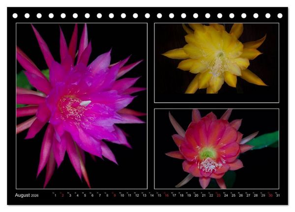 Produktbild: Epiphyllum-Hybriden (Tischkalender 2026 DIN A5 quer), CALVENDO Monatskalender