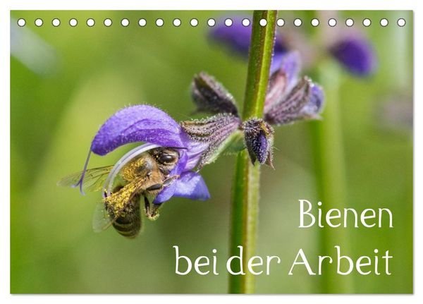 Produktbild: Bienen bei der Arbeit (Tischkalender 2026 DIN A5 quer), CALVENDO Monatskalender