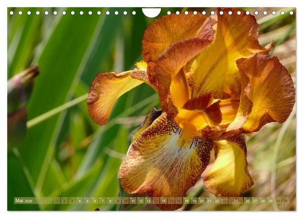 Produktbild: Iris - mond&auml;ne Gartensch&ouml;nheit (Wandkalender 2026 DIN A4 quer), CALVENDO Monatskalender