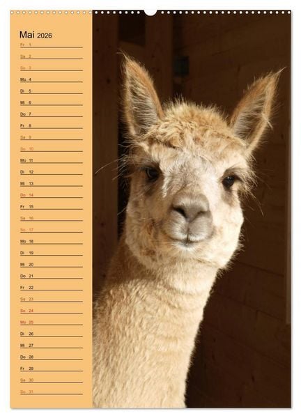 Produktbild: Alpakas zum Knuddeln gerne (Wandkalender 2026 DIN A2 hoch), CALVENDO Monatskalender