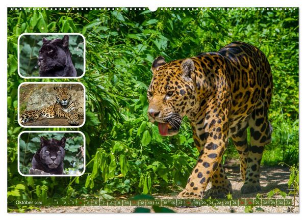 Produktbild: Raubkatzen - gro&szlig; & klein (Wandkalender 2026 DIN A2 quer), CALVENDO Monatskalender