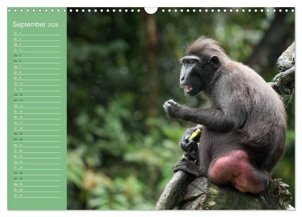 Produktbild: Die vielf&auml;ltige Welt der Affen (Wandkalender 2026 DIN A3 quer), CALVENDO Monatskalender