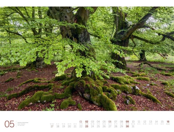Produktbild: Wald Gallery Kalender 2027