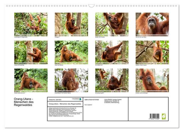 Produktbild: Orang-Utans - Menschen des Regenwaldes (Wandkalender 2027 DIN A2 quer), CALVENDO Monatskalender