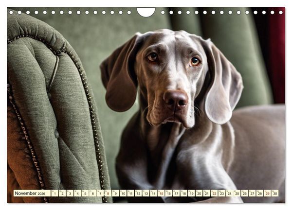 Produktbild: Weimaraner - der ideale Jagdbegleiter (Wandkalender 2026 DIN A4 quer), CALVENDO Monatskalender