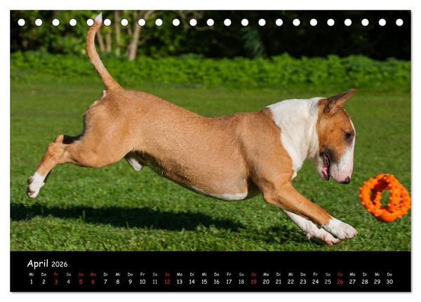 Produktbild: Bullterrier (Tischkalender 2026 DIN A5 quer), CALVENDO Monatskalender
