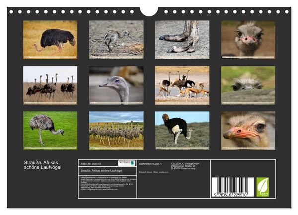 Produktbild: Strau&szlig;e. Afrikas sch&ouml;ne Laufv&ouml;gel (Wandkalender 2026 DIN A4 quer), CALVENDO Monatskalender