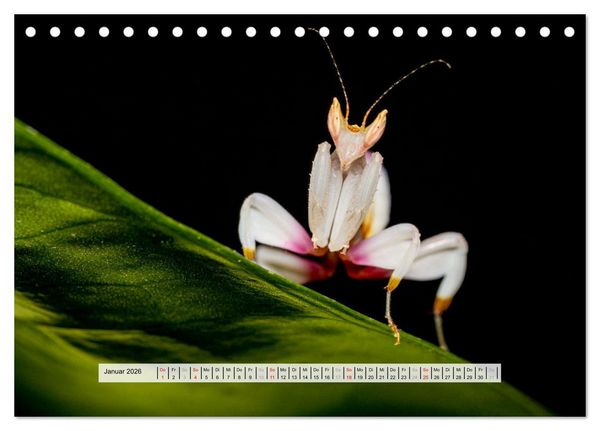 Produktbild: Die Orchideen Gottesanbeterin (Tischkalender 2026 DIN A5 quer), CALVENDO Monatskalender