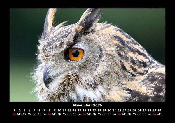 Produktbild: Tiere in der Wildnis 2026 Fotokalender DIN A3