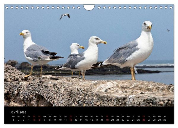 Produktbild: Essaouira Maroc (Calendrier mural 2026 DIN A4 vertical), CALVENDO calendrier mensuel