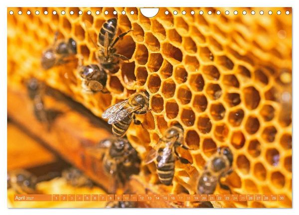 Produktbild: Ein Leben f&uuml;r den Honig: Bienen und Imker (Wandkalender 2027 DIN A4 quer), CALVENDO Monatskalender
