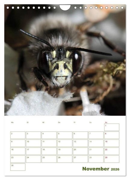 Produktbild: Wildbienen-Terminplaner 2026 (Wandkalender 2026 DIN A4 hoch), CALVENDO Monatskalender