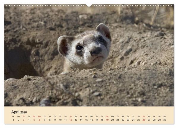Produktbild: Frettchen und Marder. Frech, witzig, niedlich (Wandkalender 2026 DIN A2 quer), CALVENDO Monatskalender
