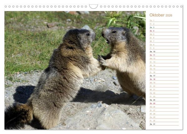 Produktbild: Wildlife - Verspielte Murmeltiere (Wandkalender 2026 DIN A3 quer), CALVENDO Monatskalender