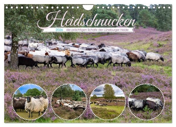 Produktbild: Heidschnucken, die pr&auml;chtigen Schafe der L&uuml;neburger Heide (Wandkalender 2026 DIN A4 quer), CALVENDO Monatskalender