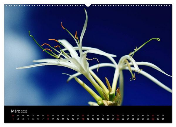 Produktbild: Mauritius - Moments (Wandkalender 2026 DIN A2 quer), CALVENDO Monatskalender
