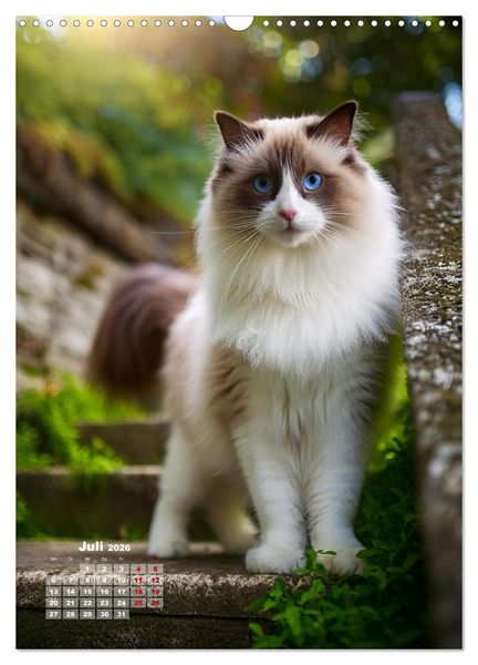 Produktbild: Pfotenabenteuer - Ragdolls in der Natur (Wandkalender 2026 DIN A3 hoch), CALVENDO Monatskalender