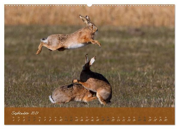 Produktbild: Feldhasen in H&ouml;chstform (hochwertiger Premium Wandkalender 2027 DIN A2 quer), Kunstdruck in Hochglanz