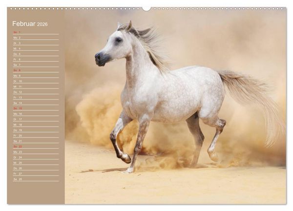 Produktbild: Pferde. Araber im W&uuml;stensand (Wandkalender 2026 DIN A2 quer), CALVENDO Monatskalender