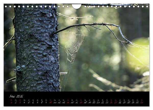 Produktbild: Hochmoor Hohes Venn (Wandkalender 2026 DIN A4 quer), CALVENDO Monatskalender