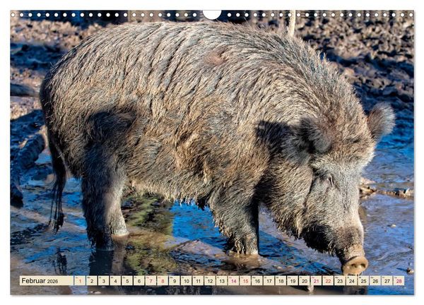 Produktbild: Unverwechselbar - Wildschwein (Wandkalender 2026 DIN A3 quer), CALVENDO Monatskalender