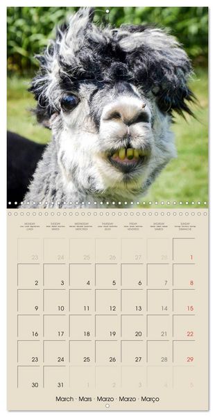 Produktbild: Alpacas & Llamas (Wall Calendar 2026 12 &times; 12 Inch) CALVENDO 12 Month Wall Calendar