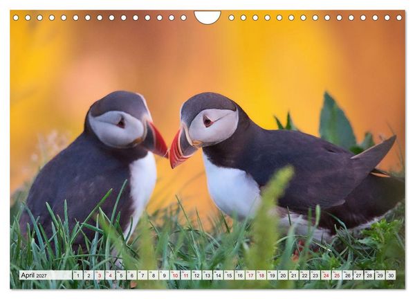 Produktbild: Papageitaucher - charmante Clowns (Wandkalender 2027 DIN A4 quer), CALVENDO Monatskalender