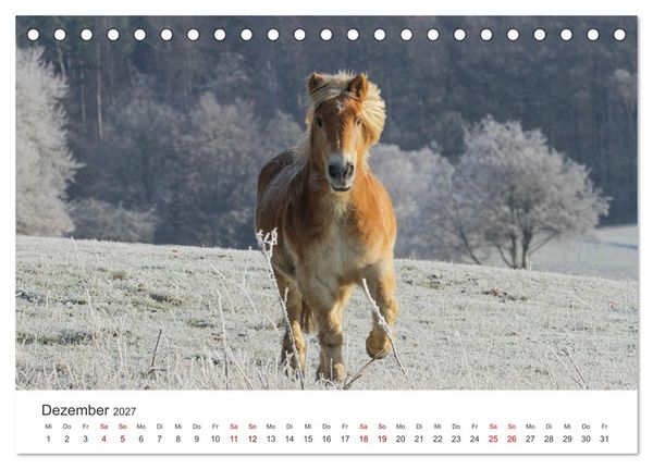 Produktbild: Haflinger - blonde Sch&ouml;nheiten (Tischkalender 2027 DIN A5 quer), CALVENDO Monatskalender