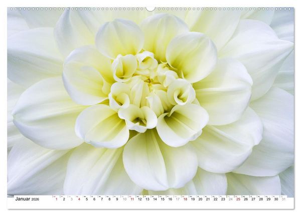 Produktbild: Dahlien-Kronen (Wandkalender 2026 DIN A2 quer), CALVENDO Monatskalender