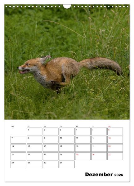 Produktbild: Rotfuchs - Impressionen (Wandkalender 2026 DIN A3 hoch), CALVENDO Monatskalender