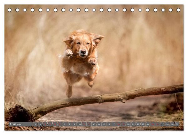 Produktbild: Golden Retriever Hailey Fotokalender (Tischkalender 2026 DIN A5 quer), CALVENDO Monatskalender