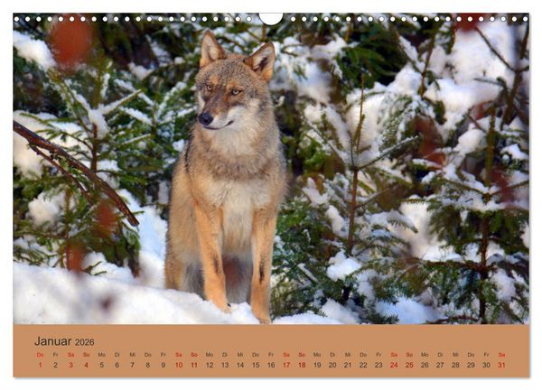 Produktbild: Begegnungen DER WOLF (Wandkalender 2026 DIN A3 quer), CALVENDO Monatskalender