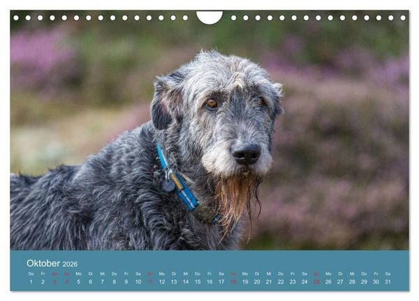 Produktbild: Irische Wolfshunde (Wandkalender 2026 DIN A4 quer), CALVENDO Monatskalender