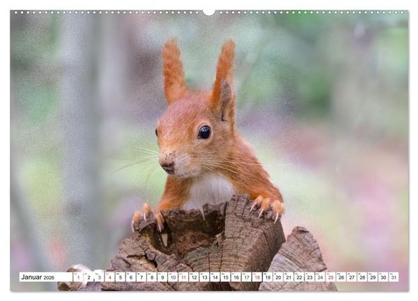 Produktbild: Eichh&ouml;rnchen im K&ouml;niglichen Garten (Wandkalender 2026 DIN A2 quer), CALVENDO Monatskalender