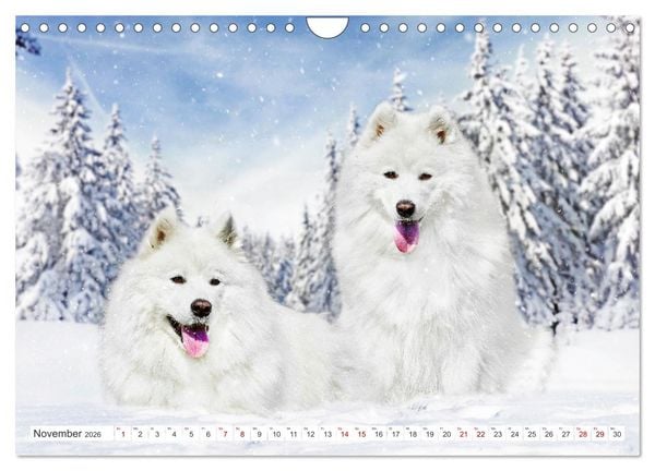 Produktbild: Der Samojede - Sch&ouml;nheit des Nordens (Wandkalender 2026 DIN A4 quer), CALVENDO Monatskalender
