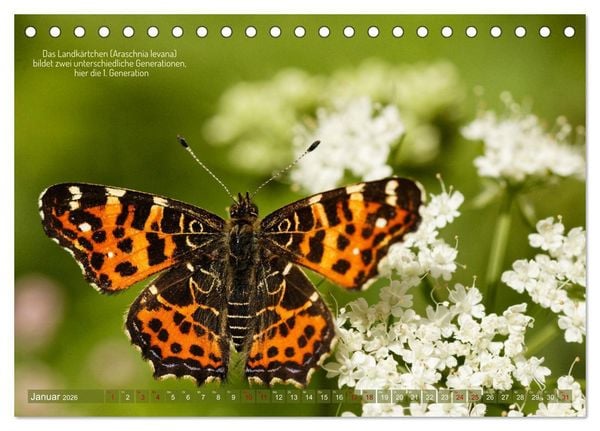 Produktbild: Frankens Insekten (Tischkalender 2026 DIN A5 quer), CALVENDO Monatskalender