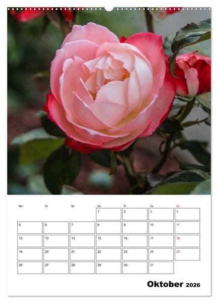 Produktbild: Zauberhafte Rosen (Wandkalender 2026 DIN A2 hoch), CALVENDO Monatskalender
