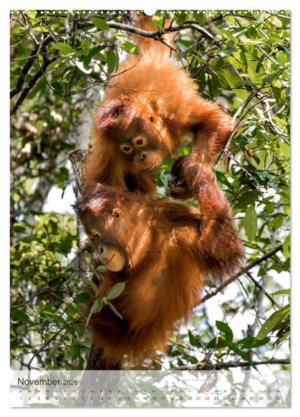 Produktbild: BORNEO Bedrohtes Paradies (Wandkalender 2026 DIN A2 hoch), CALVENDO Monatskalender