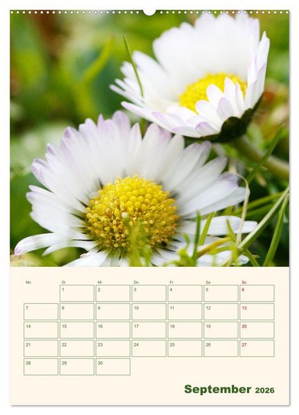 Produktbild: Vertr&auml;umte G&auml;nsebl&uuml;mchen (Wandkalender 2026 DIN A2 hoch), CALVENDO Monatskalender