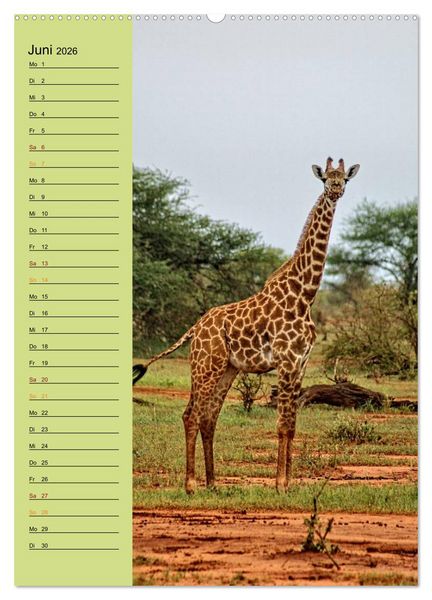 Produktbild: Giraffen. Voller Stolz und Grazie (hochwertiger Premium Wandkalender 2026 DIN A2 hoch), Kunstdruck in Hochglanz