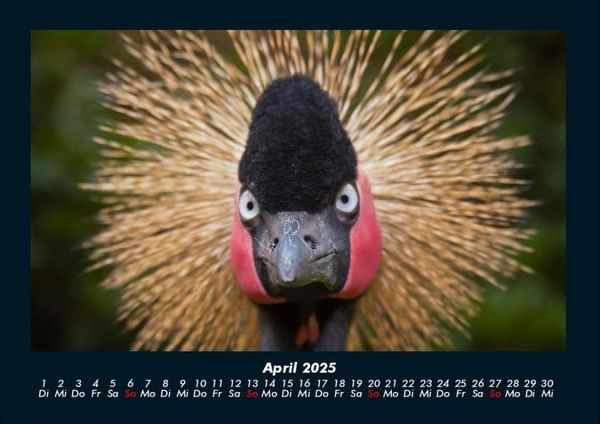 Produktbild: Welt der V&ouml;gel 2025 Fotokalender DIN A4