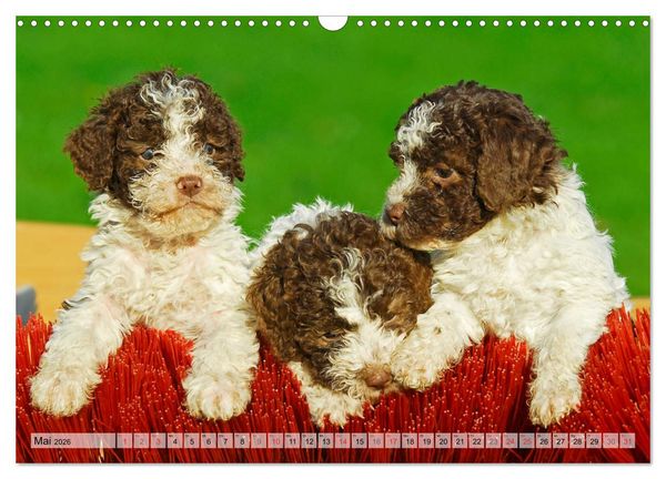 Produktbild: Lagotto Romagnolo - Ein Hund zum Verlieben (Wandkalender 2026 DIN A3 quer), CALVENDO Monatskalender