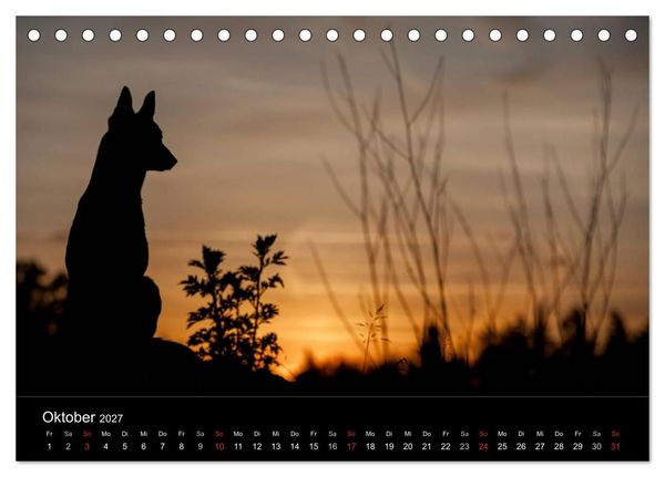 Produktbild: Belgische Sch&auml;ferhunde - Der Malinois im Licht (Tischkalender 2027 DIN A5 quer), CALVENDO Monatskalender