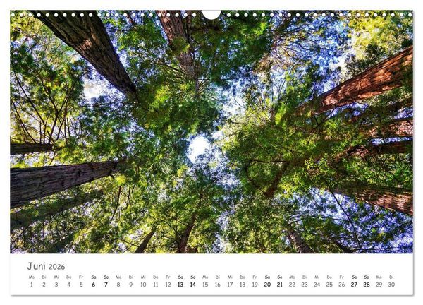 Produktbild: Wald - bezaubernde W&auml;lder (Wandkalender 2026 DIN A3 quer), CALVENDO Monatskalender
